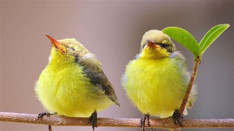 cute birds photos|beautiful cute birds images.